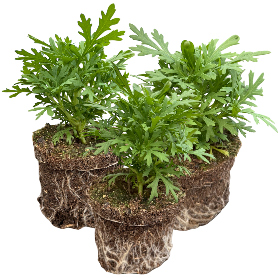 Set of 3 or 6 Large Plants - Argyranthemum Madeira Deep Pink, Outdoor Garden Ready