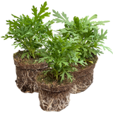 Set of 3 or 6 Large Plants - Argyranthemum Madeira Deep Pink, Outdoor Garden Ready