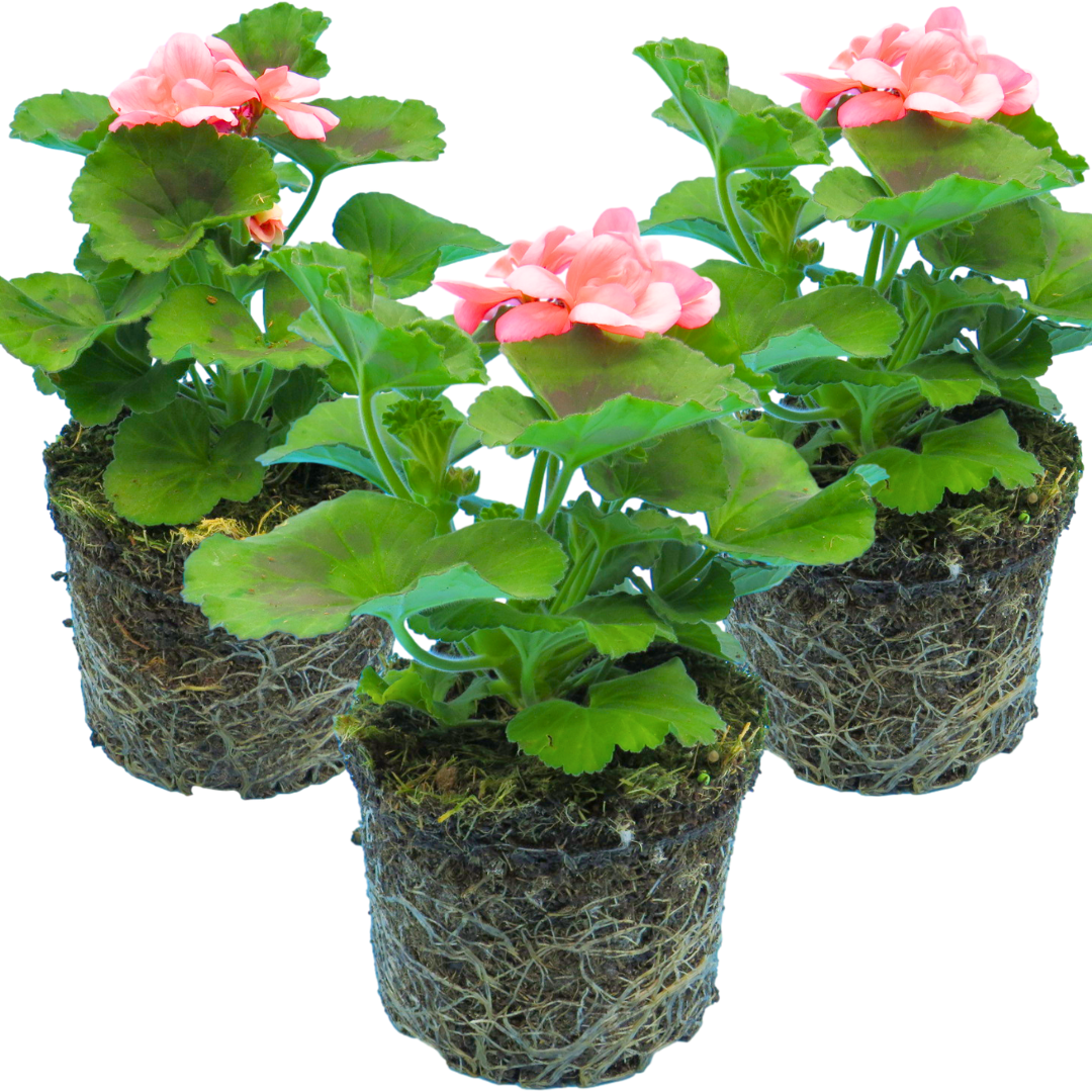Set of 3 or 6 Large Plants-Garden Ready Pelargonium Toscana Dolce Vita Emma or Smart Lenja