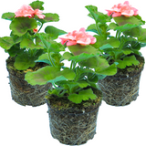 Set of 3 or 6 Large Plants-Garden Ready Pelargonium Toscana Dolce Vita Emma or Smart Lenja