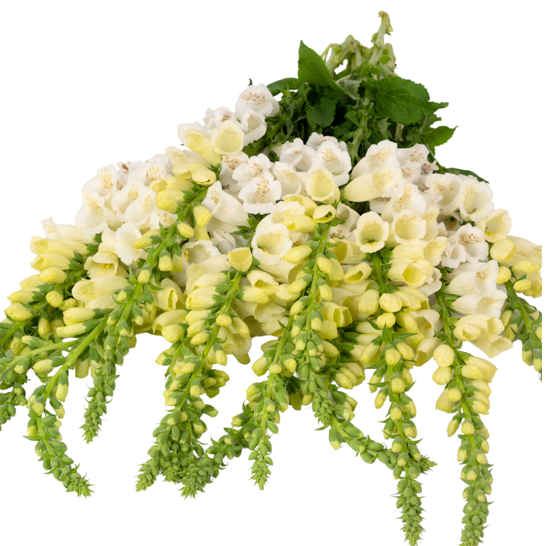 Set of 3 or 6 Large Plants - Foxglove White, Ready to Plant in Your Garden, 1L Rootballs