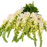 Set of 3 or 6 Large Plants - Foxglove White, Ready to Plant in Your Garden, 1L Rootballs