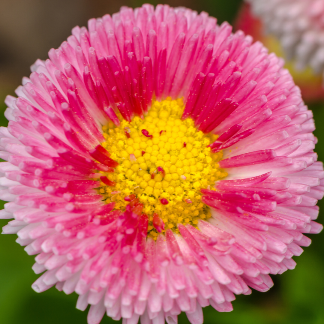 Bellis Rose