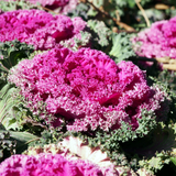 Ornamental Cabbage Rose