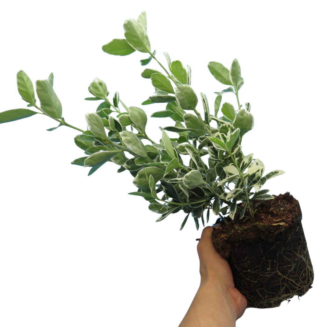 Euonymus Kathy