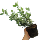 Euonymus Kathy