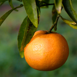Mini Clementine