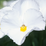 Upright Pansy Delta Pro Clear White