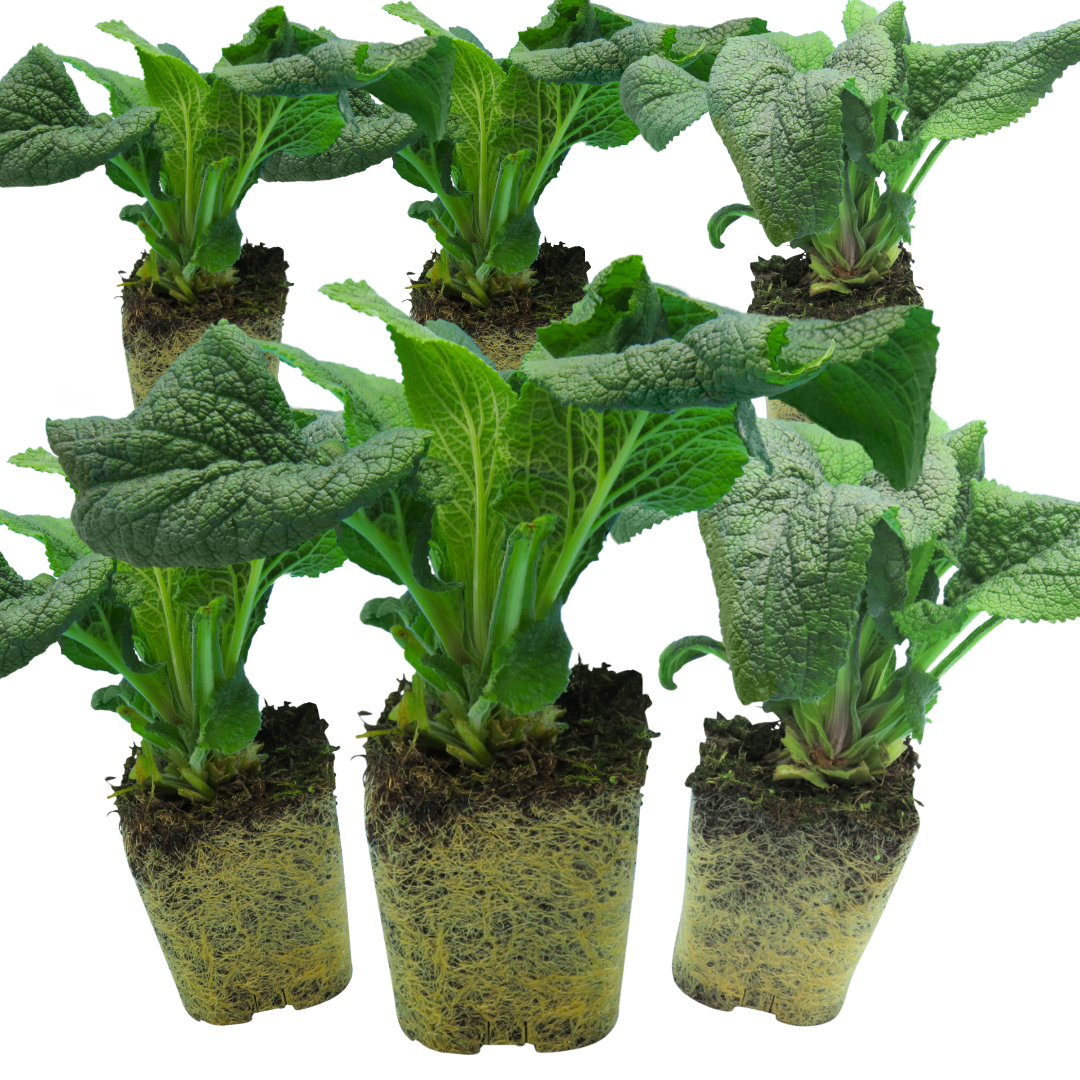 Set of 3 or 6 Large Plants - Foxglove White, Ready to Plant in Your Garden, 1L Rootballs