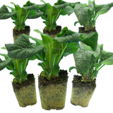 Set of 3 or 6 Large Plants - Foxglove White, Ready to Plant in Your Garden, 1L Rootballs