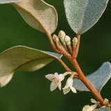Elaeagnus Ebbingei