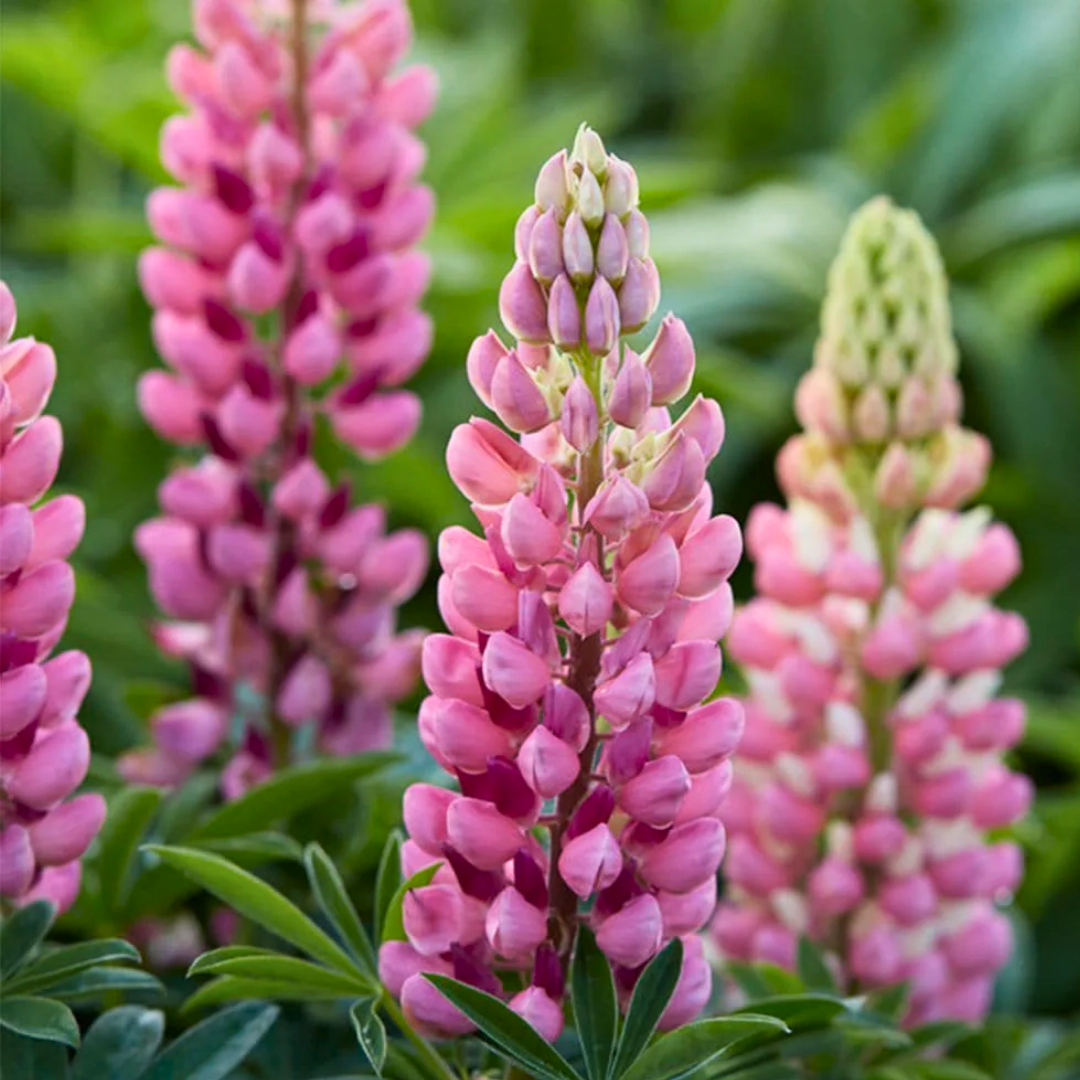 Lupin Legendary Rose Shades