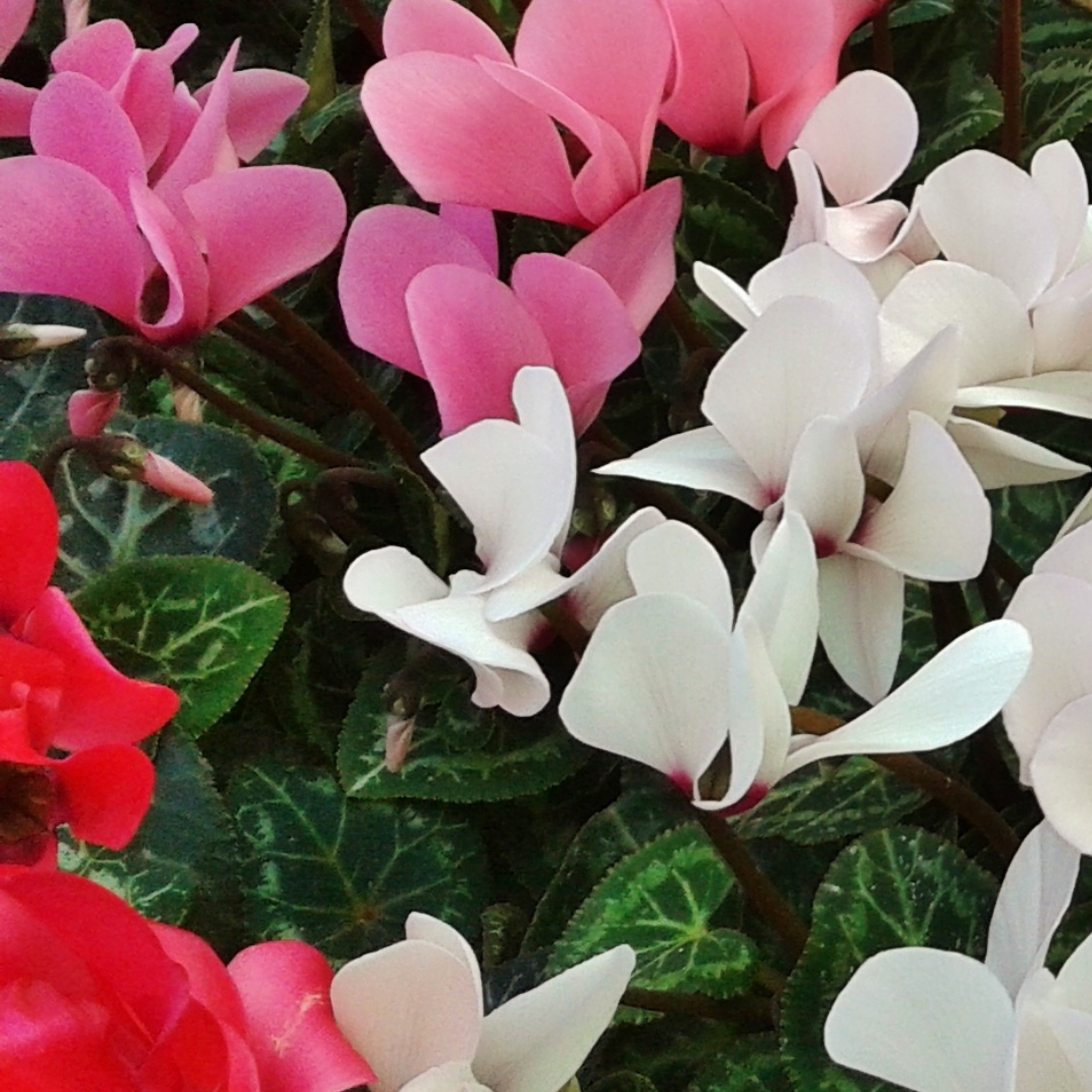 Cyclamen Silver Leaf Mix 10.5cm