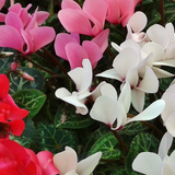 Cyclamen Silver Leaf Mix 10.5cm