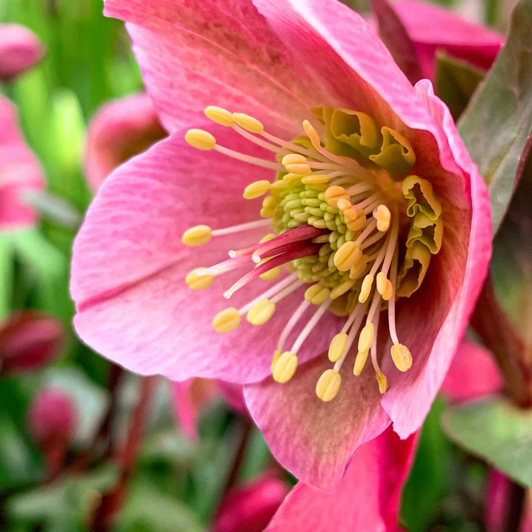 Hellebore Frostkiss Penny's Pink