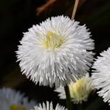 Bellis White