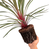 Cordyline Magic Star