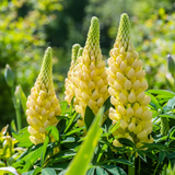 Lupin Legendary Yellow Shades