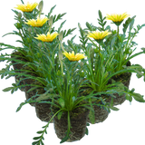 Set of 3 or 6 Large Plants - Gazania Kiss White Improved, Ready to Plant in Your Garden