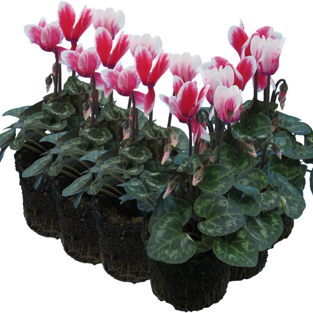 Cyclamen Flame Red 10.5cm