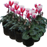 Cyclamen Flame Red 10.5cm
