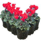 Cyclamen Scarlet 10.5cm