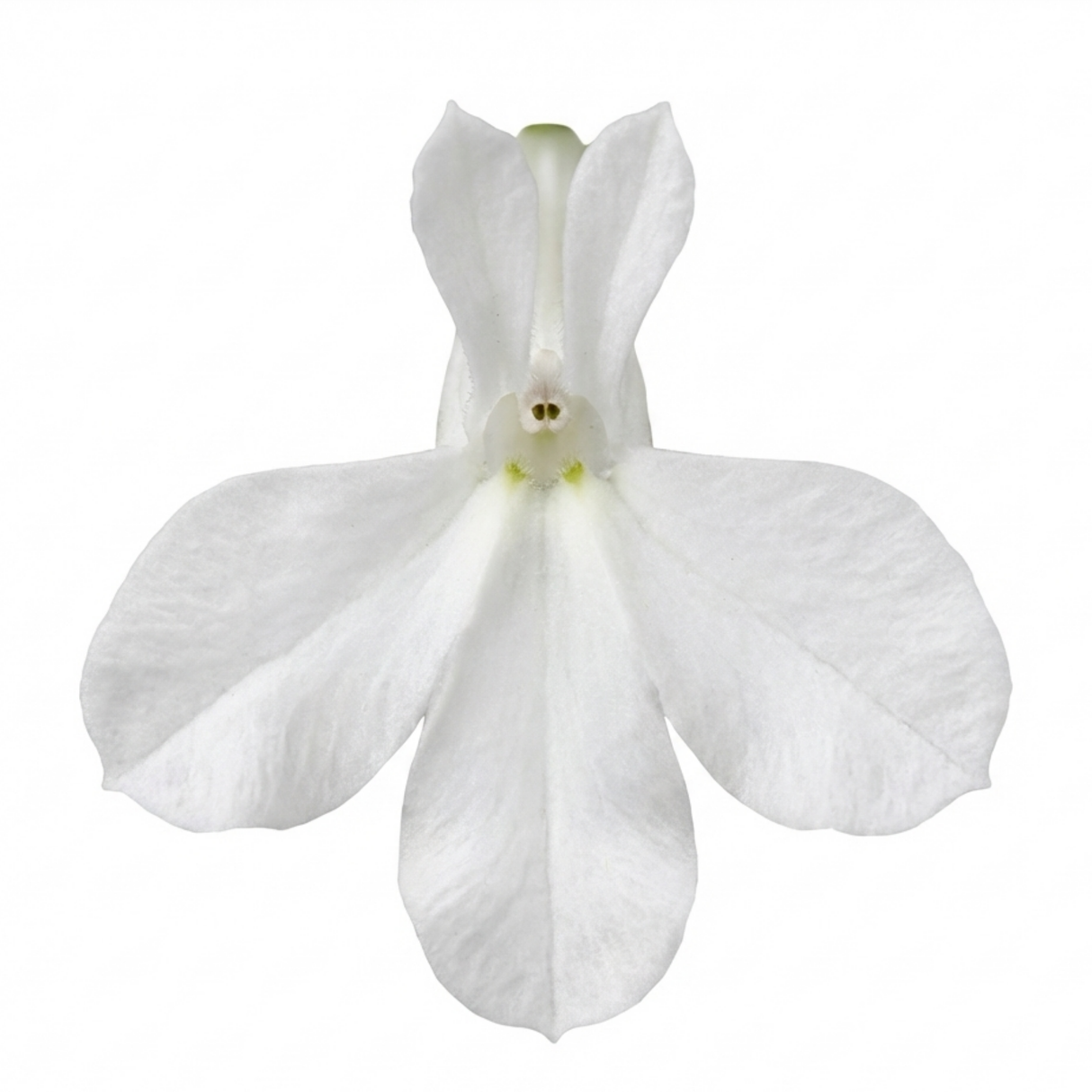 Set of 3 or 6 Lobelia Upright Sweet Springs White Flowering Plants, Summer Flowering Bedding, Garden Ready, 10.5cm Root Ball