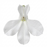 Set of 3 or 6 Lobelia Upright Sweet Springs White Flowering Plants, Summer Flowering Bedding, Garden Ready, 10.5cm Root Ball