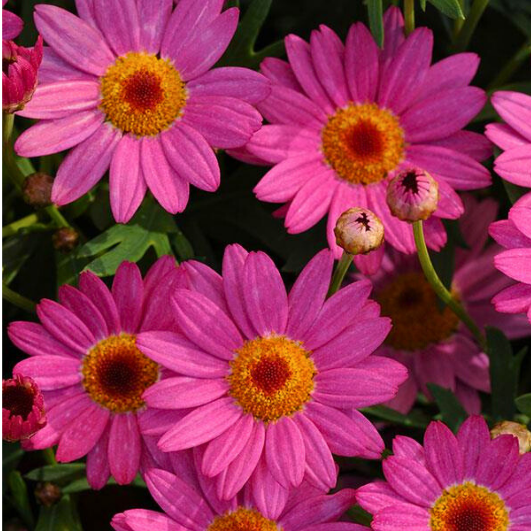 Set of 3 or 6 Large Plants - Argyranthemum Madeira Deep Pink, Outdoor Garden Ready