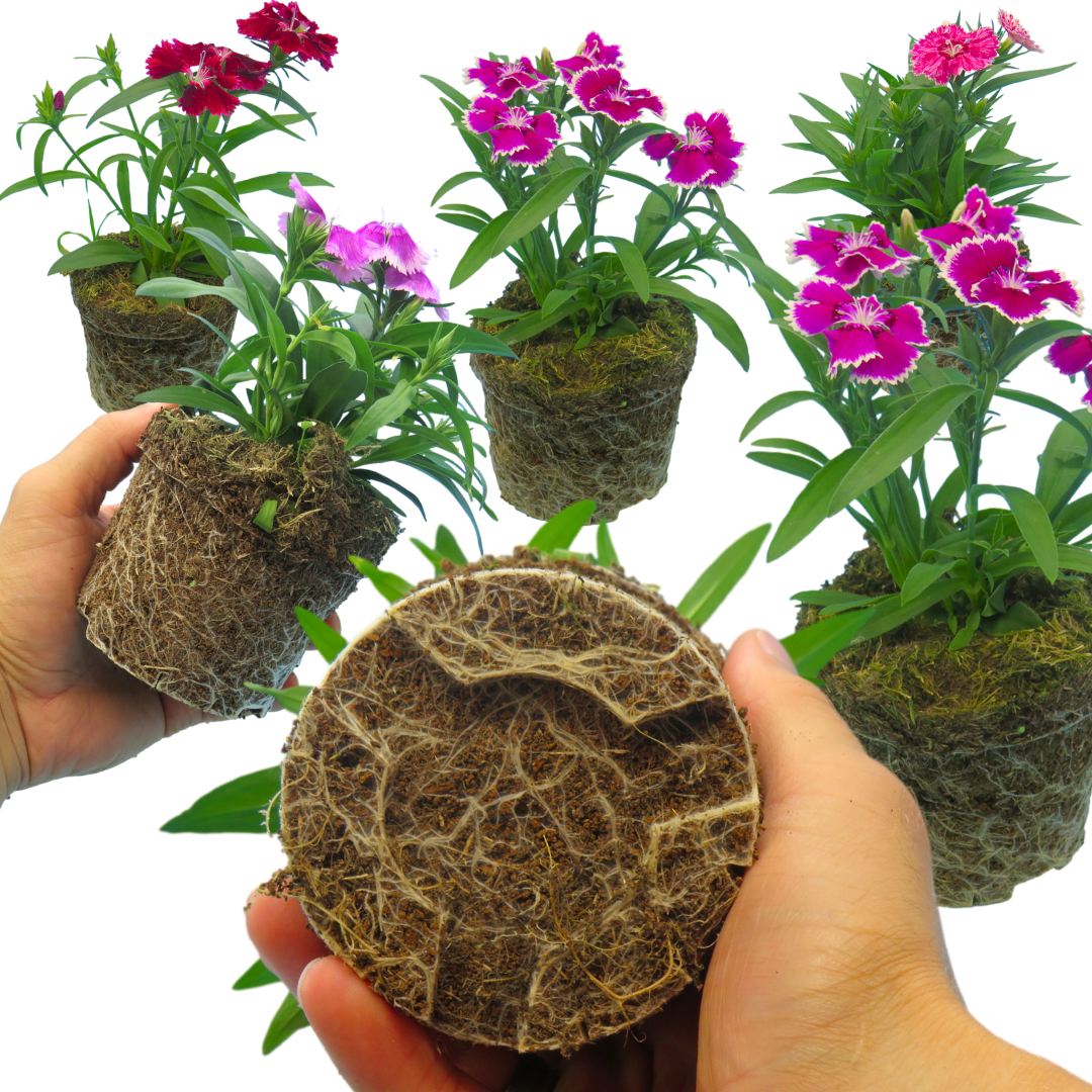 Dianthus Festival Growers selection