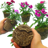 Dianthus Festival Growers selection