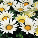 Set of 3 or 6 Large Plants - Gazania Kiss White Improved, Ready to Plant in Your Garden