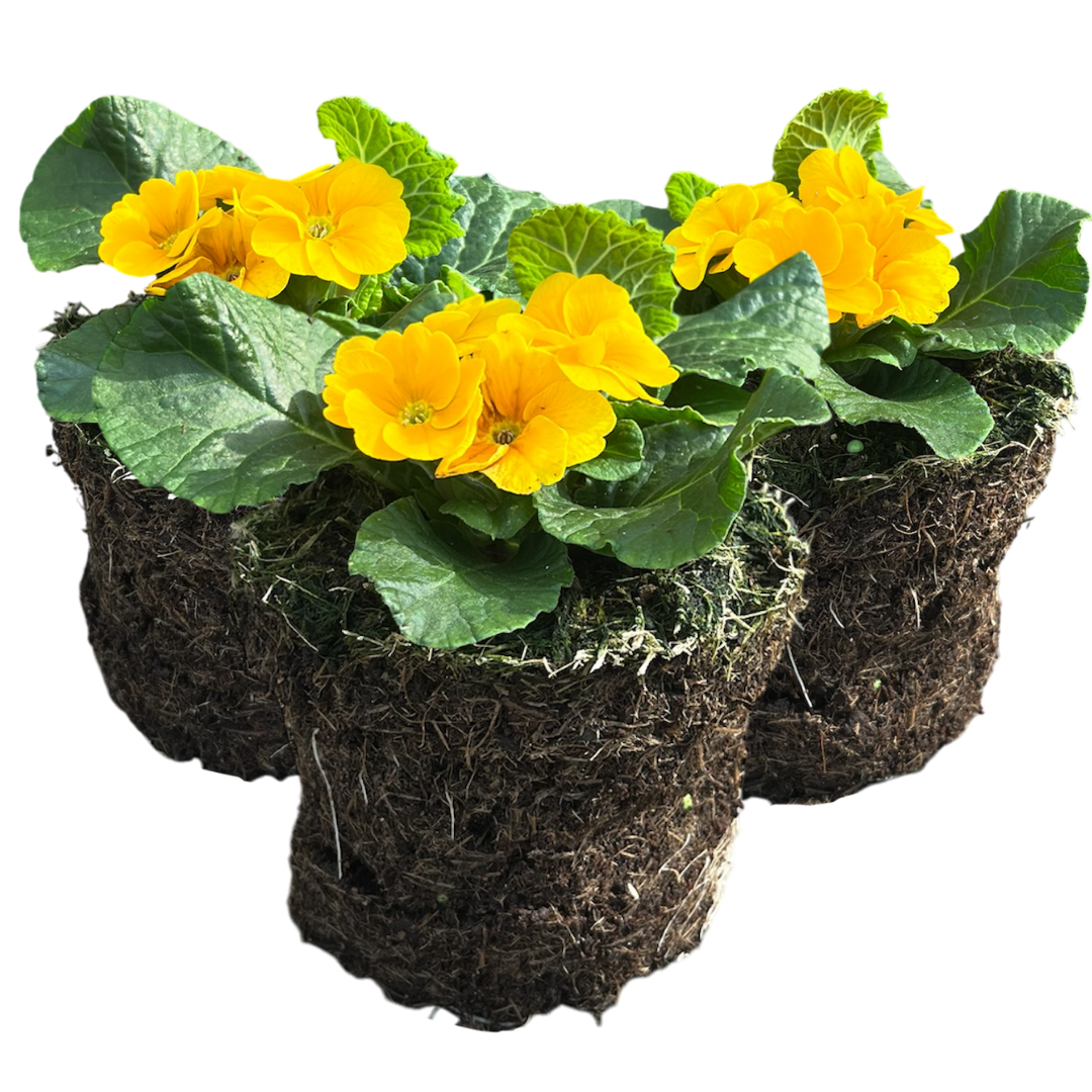 Primrose Orange