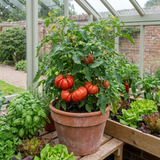 Set of 3 or 6 Large Plants - Tomato Supersteak Variety, Ready to Plant in Your Garden