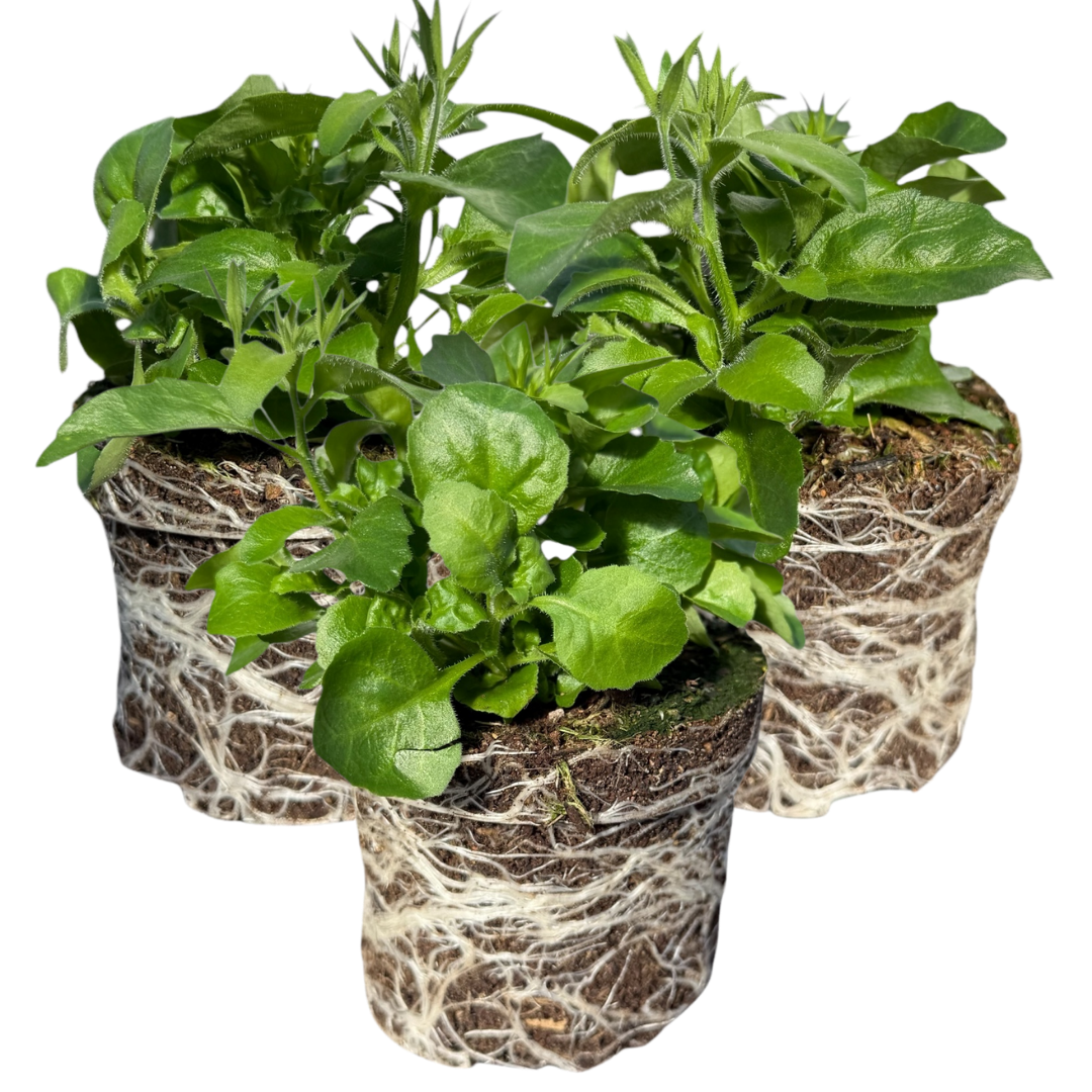 Set of 3 or 6 Large Lobelia Plants - Sweet Springs Dark Blue, Ready to Plant in Your Garden