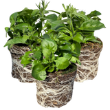 Set of 3 or 6 Large Lobelia Plants - Sweet Springs Dark Blue, Ready to Plant in Your Garden