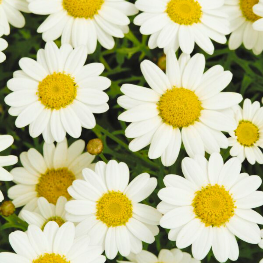 Set of 3 or 6 Large Plants - Argyranthemum Madeira White, Outdoor Garden Ready