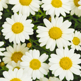 Set of 3 or 6 Large Plants - Argyranthemum Madeira White, Outdoor Garden Ready