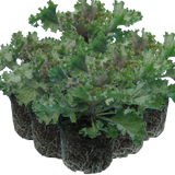 Ornamental Cabbage Rose