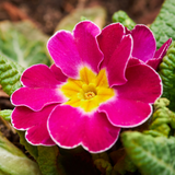 Polyanthus Stella Cherryade