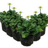 Bellis White