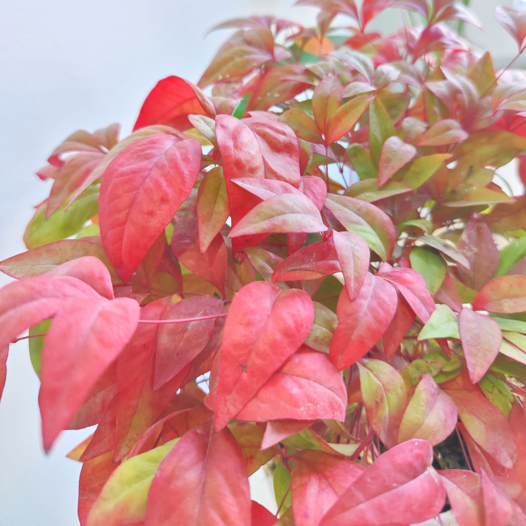 Nandina Obsessed