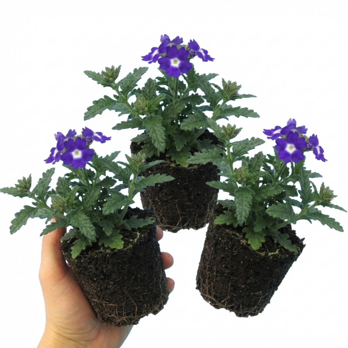 Set of 3 or 6 Trailing Verbena Blue Eye Plants, Summer Flowering Hanging Basket Ready, Outdoor Garden Ready, 10.5cm Root-Ball