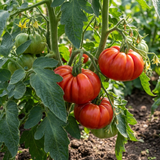Set of 3 or 6 Large Plants - Tomato Supersteak Variety, Ready to Plant in Your Garden