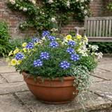 Set of 3 or 6 Trailing Verbena Blue Eye Plants, Summer Flowering Hanging Basket Ready, Outdoor Garden Ready, 10.5cm Root-Ball