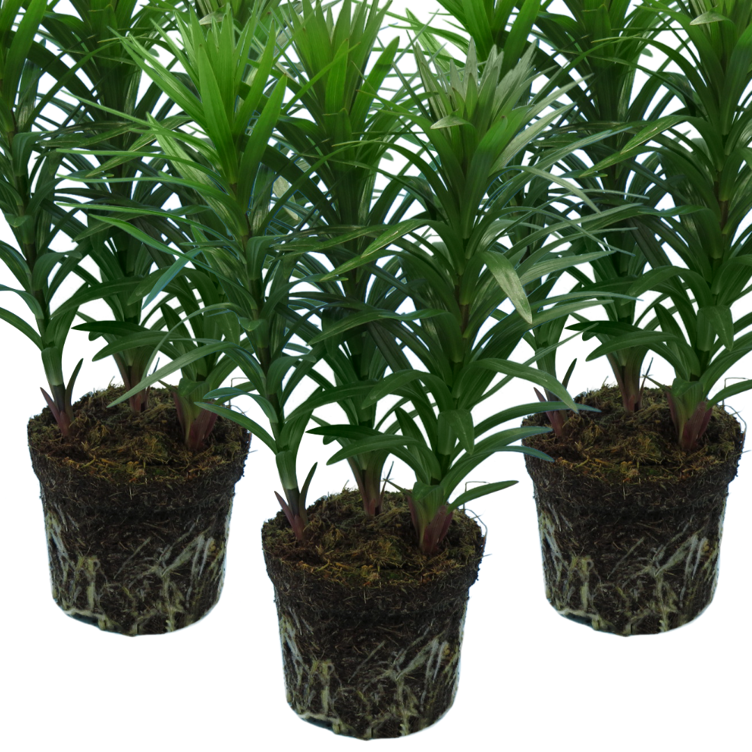 Set of 3 or 6 Large Garden Lily Plants - Asiatic Lily Pink, Ready to Plant in Your Garden
