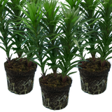 Set of 3 or 6 Large Garden Lily Plants - Asiatic Lily Pink, Ready to Plant in Your Garden