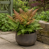 3 Dryopteris Erythrosora Copper Shield Fern Pots, 9cm