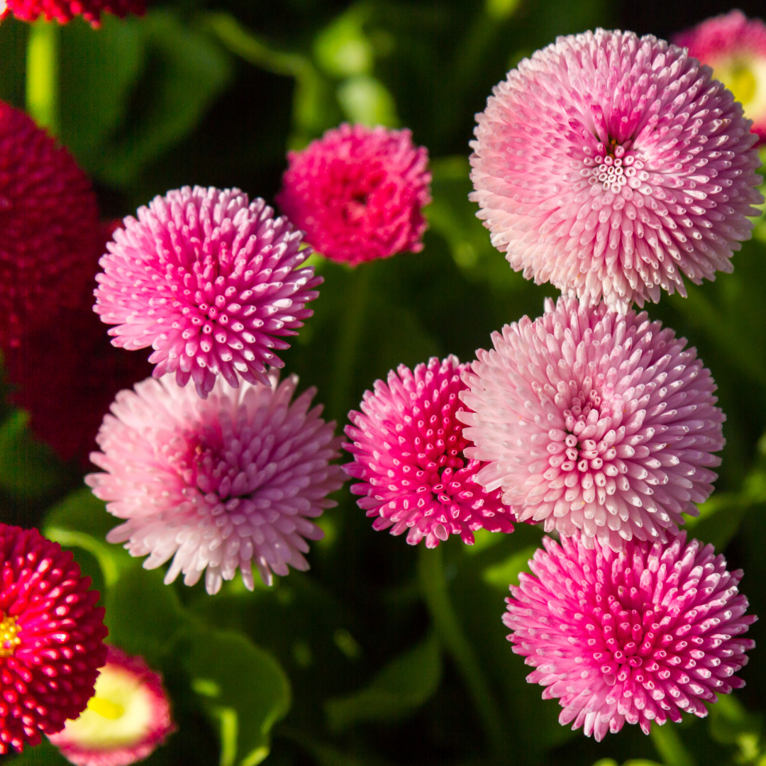 Bellis Rose