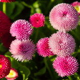 Bellis Rose